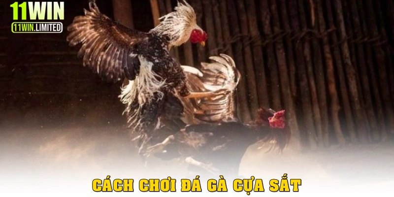 Cách chơi đá gà cựa sắt