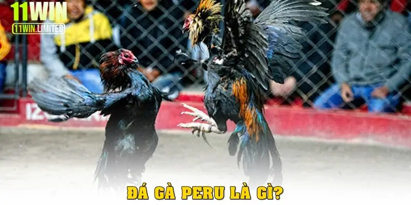 Đá gà Peru là gì?