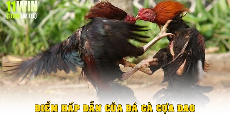Điểm hấp dẫn của thể loại đá gà cựa dao