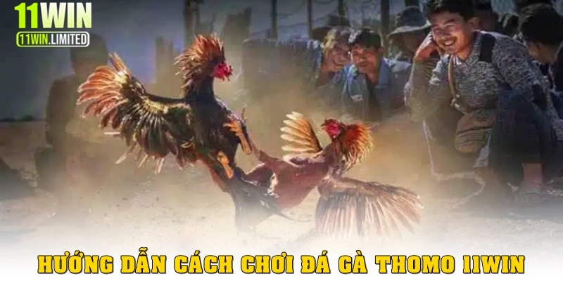 Hướng dẫn chi tiết cách chơi đá gà Thomo 11win
