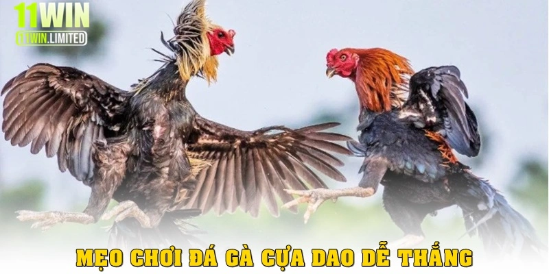 meo choi da ga cua dao cuc ky de thang