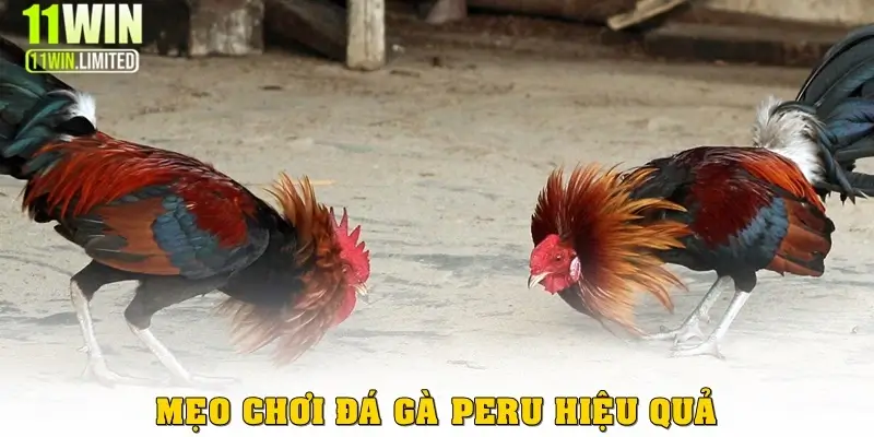 Mẹo chơi đá gà Peru hiệu quả cho người mới 
