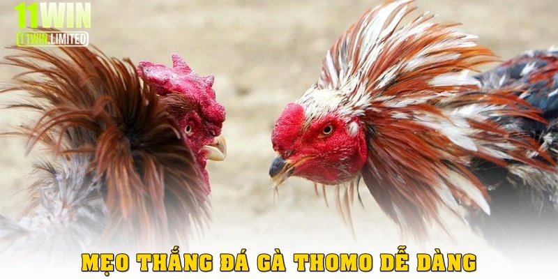 Mẹo thắng game Cockfighting dễ dàng