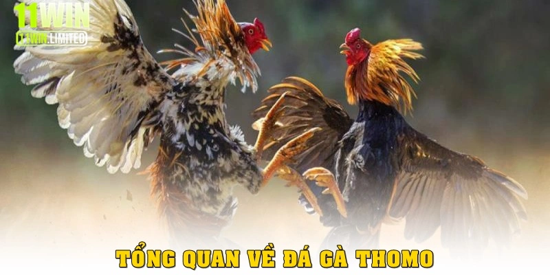 Thông tin tổng quan về game đá gà thomo tại 11win